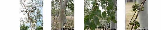 Four images of Euc. platyphylla