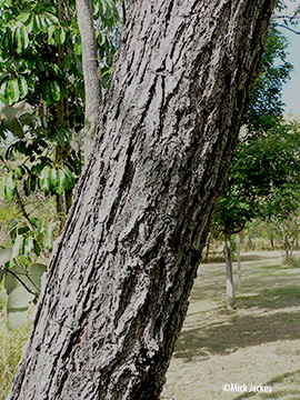 tree trunk