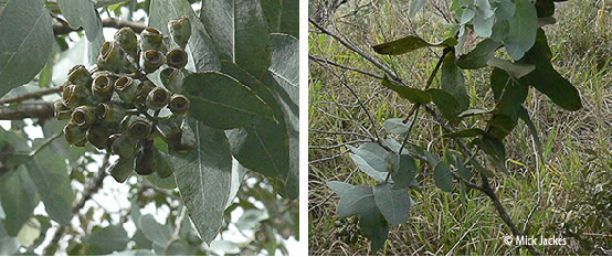 fruit closeup