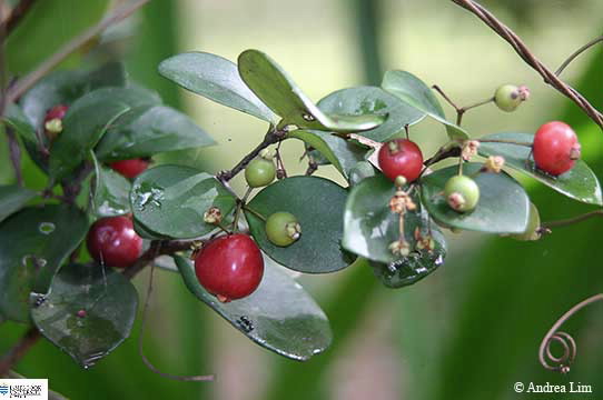 Image of Eugenia reinwardtiana