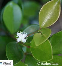 Image of Eugenia reinwardtiana flower