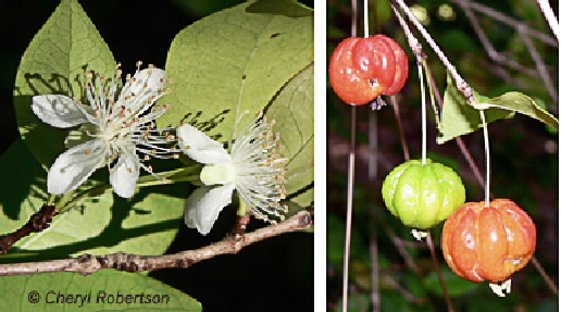 flower and fruits