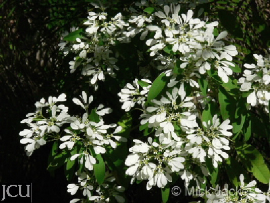 Euphorbia leucocephala