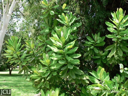 Synadenium grantii 
