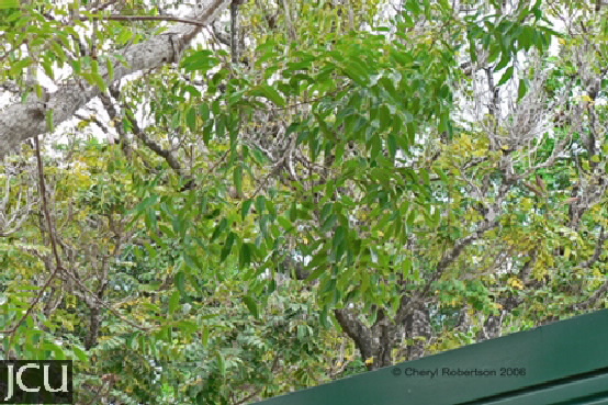 Euroschinus falcatus var. falcatus
