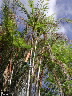 Euterpe oleracea