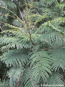 Image of Paraserianthes toona