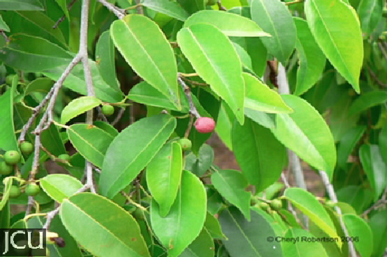 Ficus benjamina