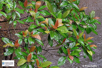 Image of Ficus congesta leaves