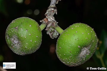 Image of Ficus hispida fruit