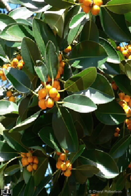 Ficus oblique