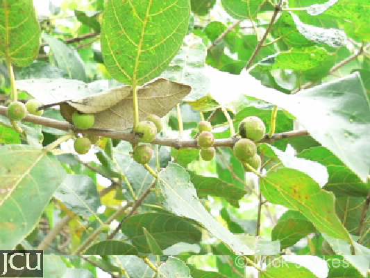 Ficus opposita