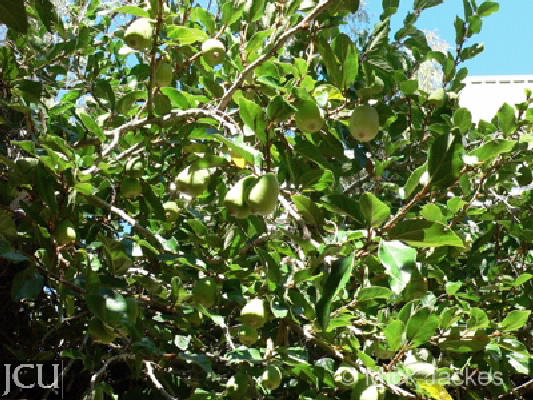 Ficus pumila