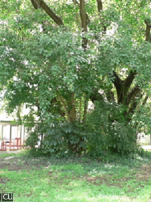 Ficus religiosa