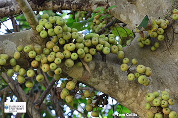 Image of Ficus variegata