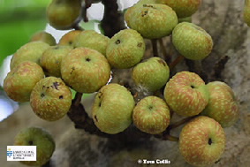 Image of Ficus variegta fruit