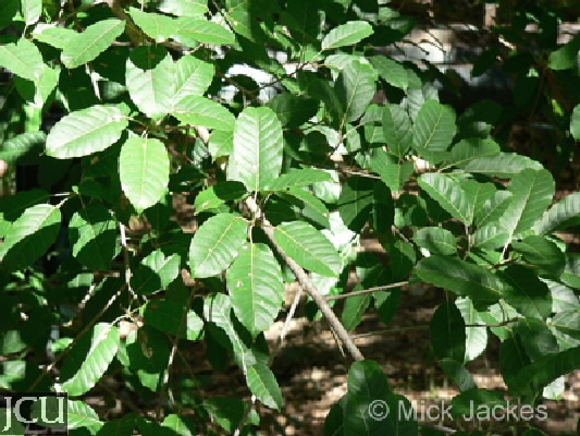 Ficus virens subsp. lanceolata