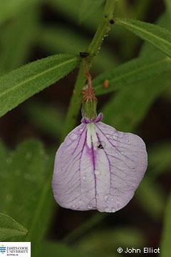 Image of Hybanthus enneaspermus