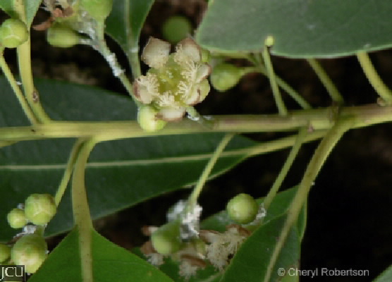 Lophostemon grandiflorus