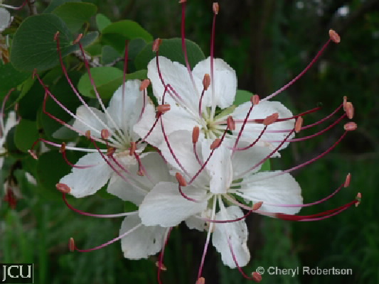 Lysiphyllum hookeri
