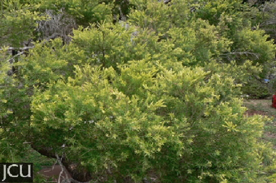 Melaleuca bracteata