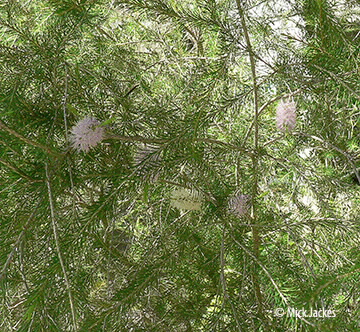 branches and flowers