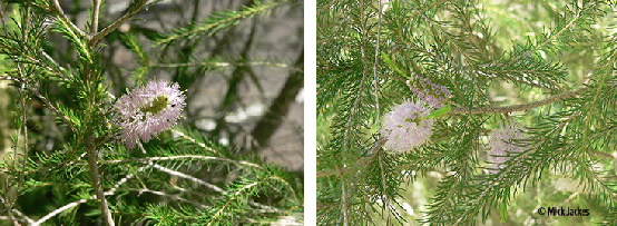 Closeup flowers and leaves
