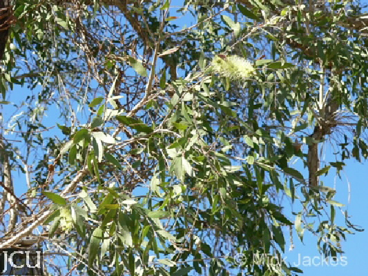 Melaleuca nervosa subsp. nervosa