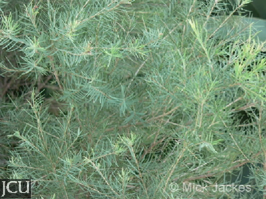 Melaleuca trichostachya