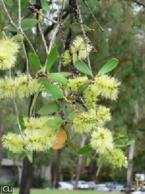 Melaleuca viridiflora
