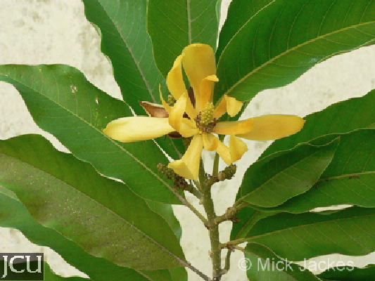 Michelia champaca