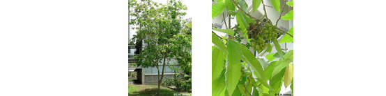 Images of Michelia