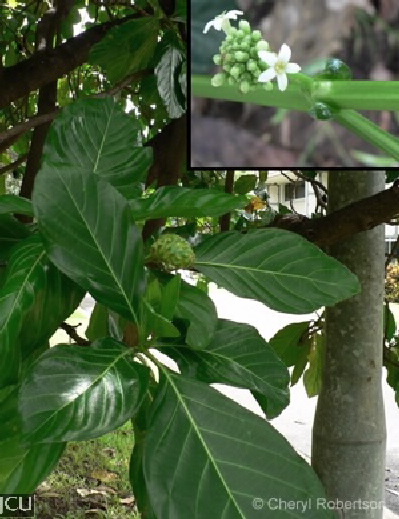 Morinda citrifolia 