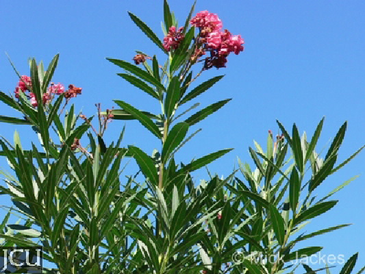 Nerium oleander 