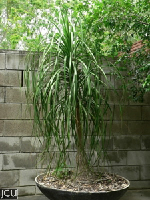 Nolina recurvata