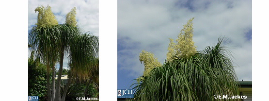 Images of Pony Tail in flower
