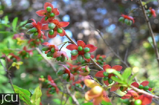 Ochna serrulata