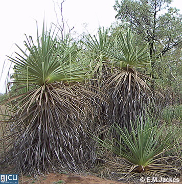 Image of Pandanus sp.