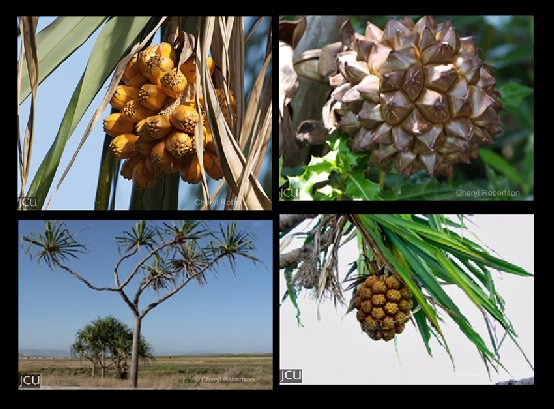 Pandanus spp.