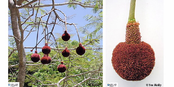 Two images of Parkia biglobosa