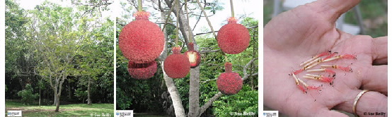 Iamgse of Parkia tree, flower and flower detail