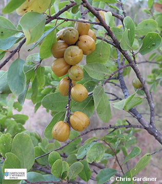 Image of Petalostigma pubescens