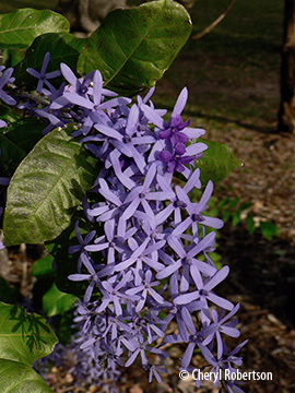Closeup of flowers