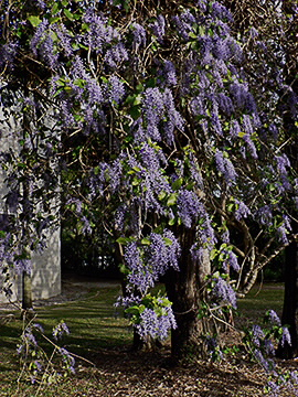 Vine in flower