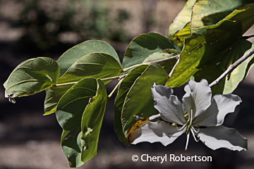 Bauhinia variegata