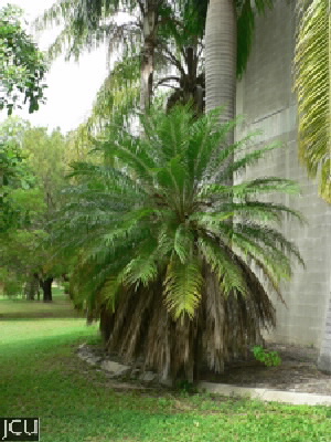 Phoenix roebelinii