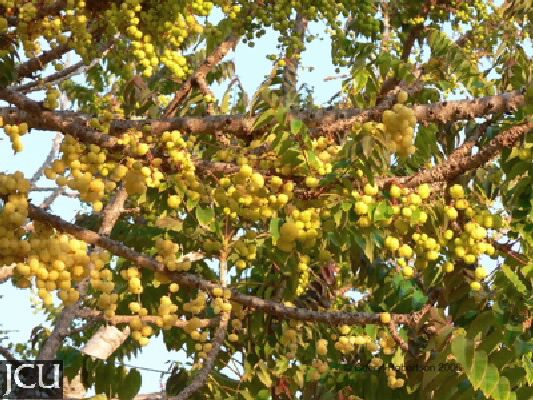 Phyllanthus acidus 