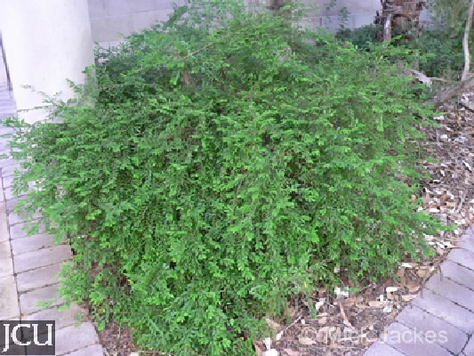 Phyllanthus multiflorus