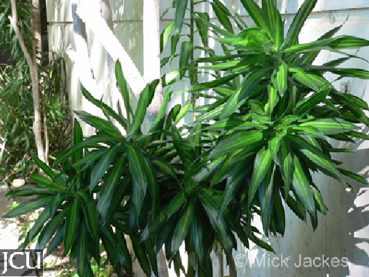 Pleomele angustifolia