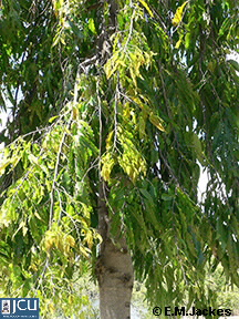 Image of Polyalthia